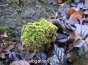 wbgarden dwarf conifers 1